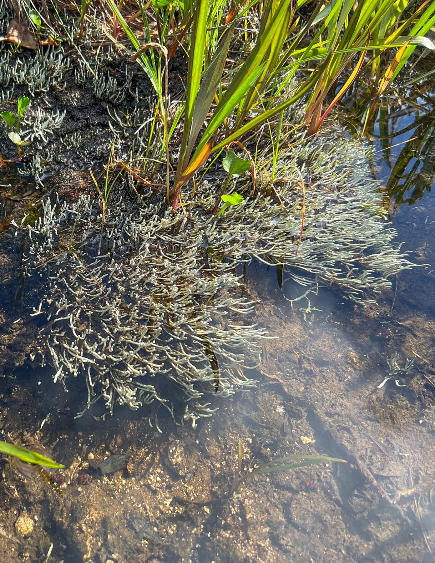 Siphula ceratites & Siphula dactyliza