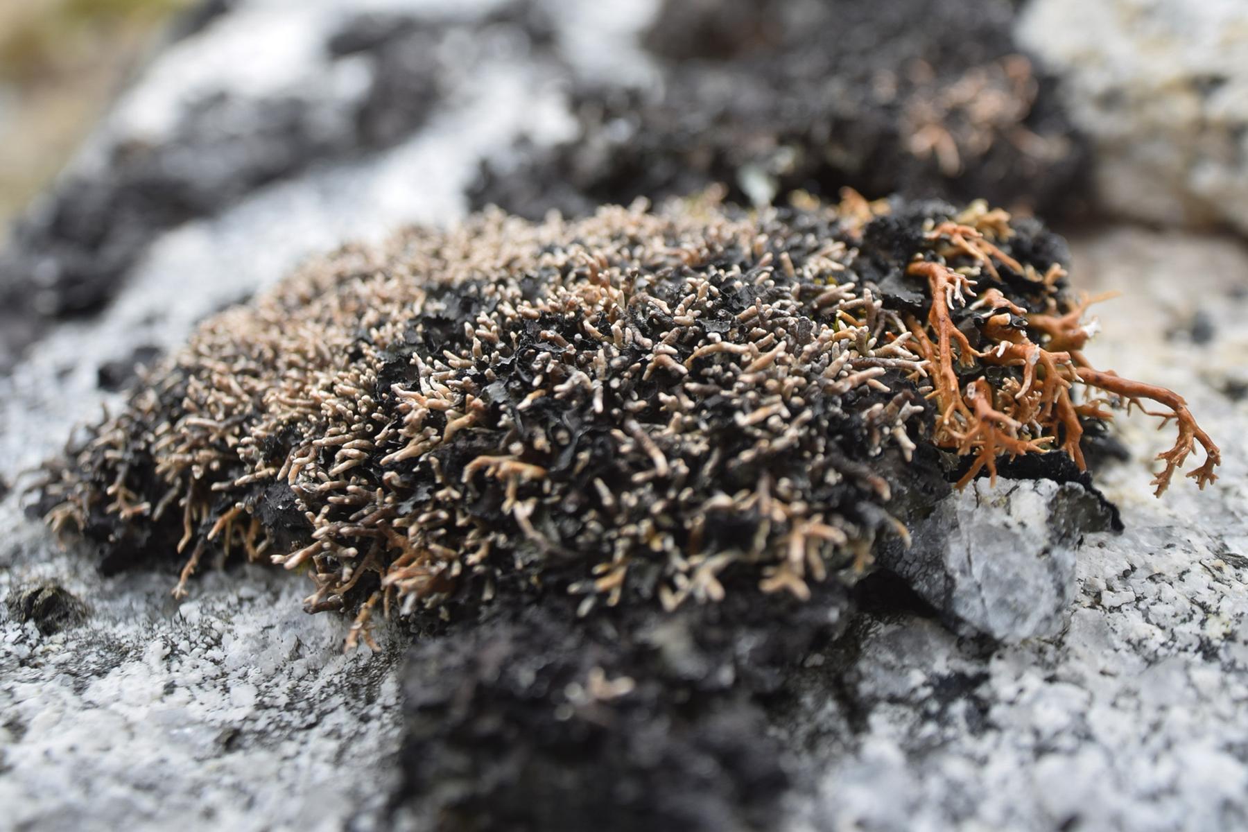 Sphaerophorus globosus