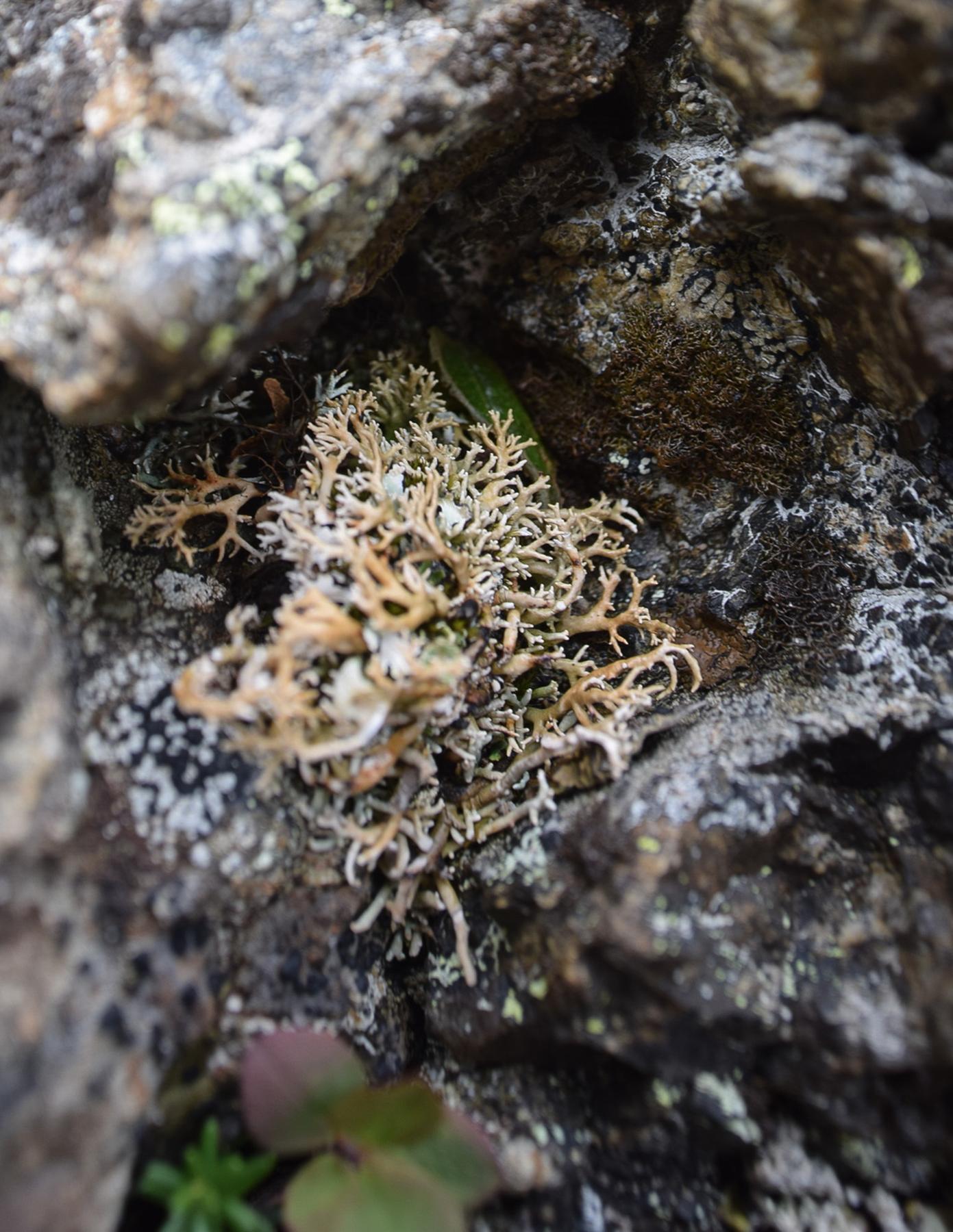 Sphaerophorus globosus