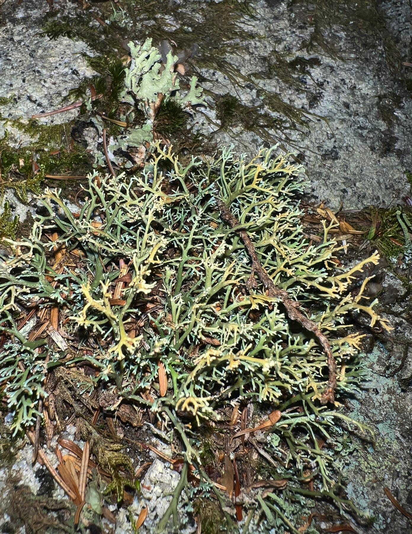 Sphaerophorus venerabilis