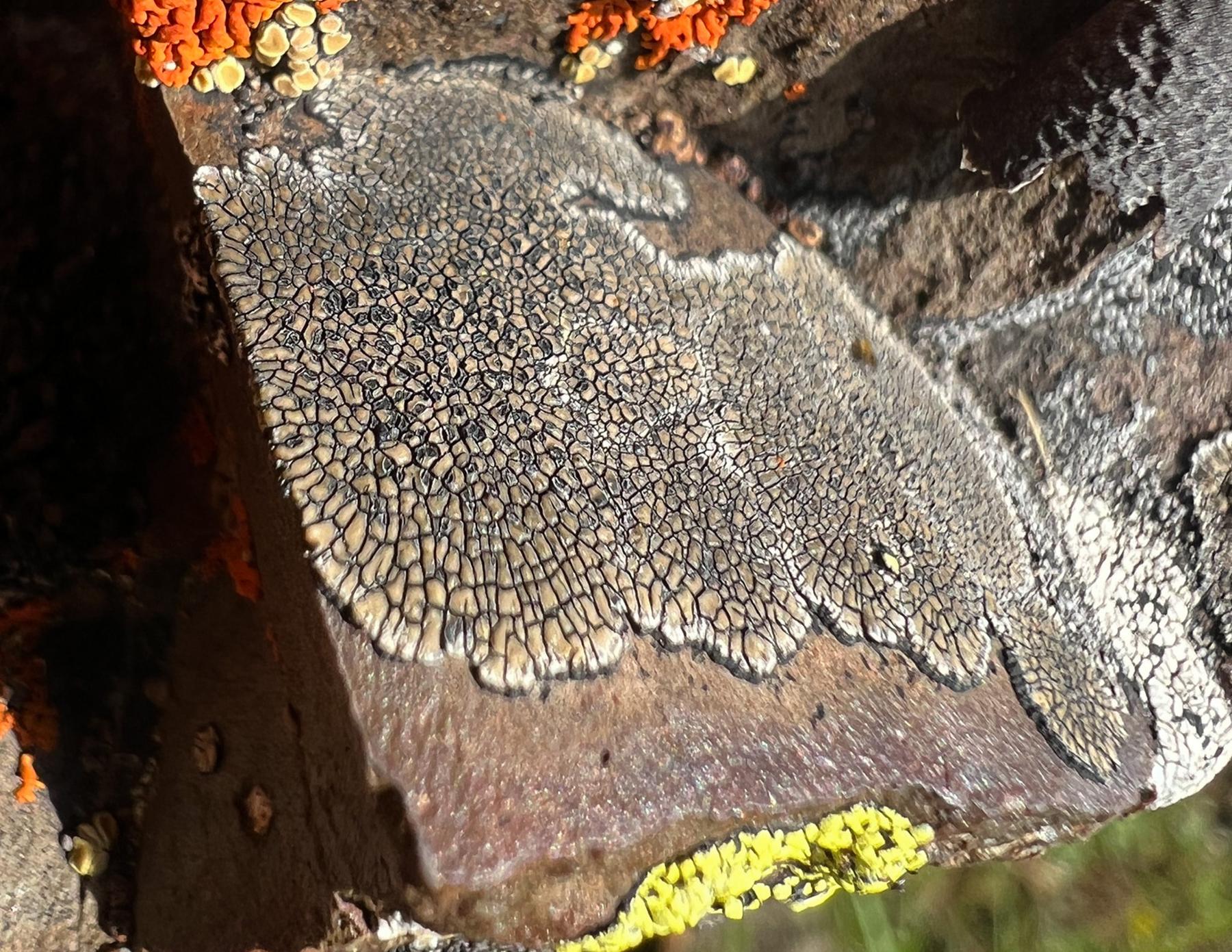 Sporastatia polyspora & Sporastatia testudinea