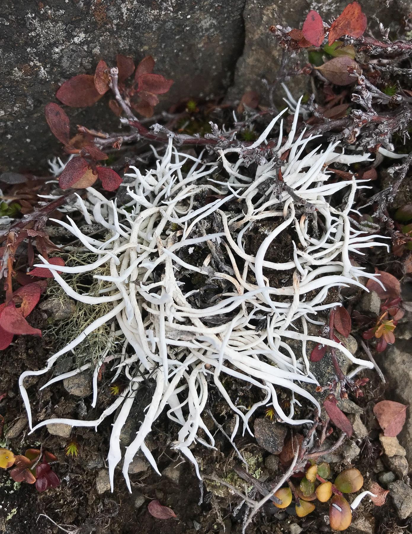 Thamnolia vermicularis & Thamnolia tundrae