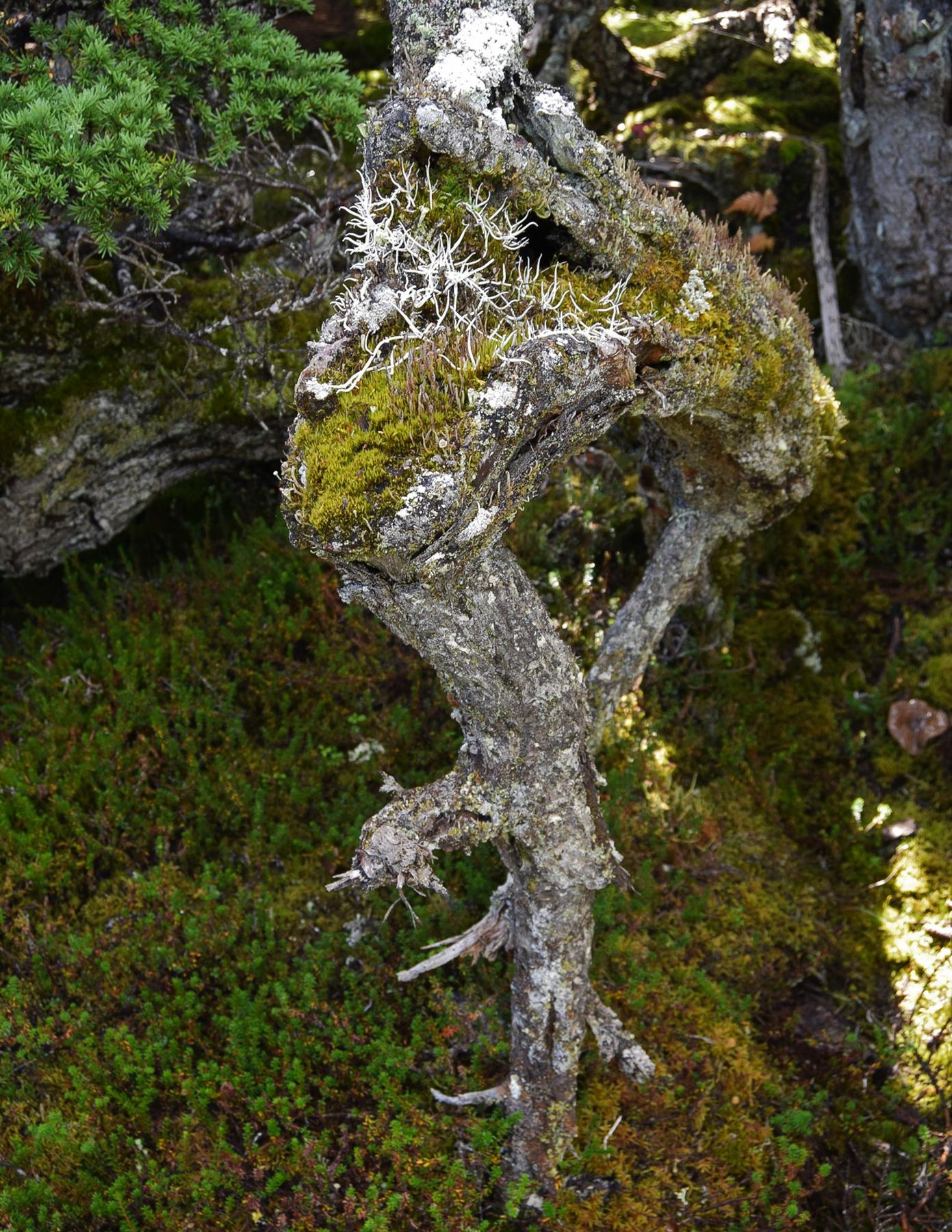 Thamnolia vermicularis & Thamnolia tundrae