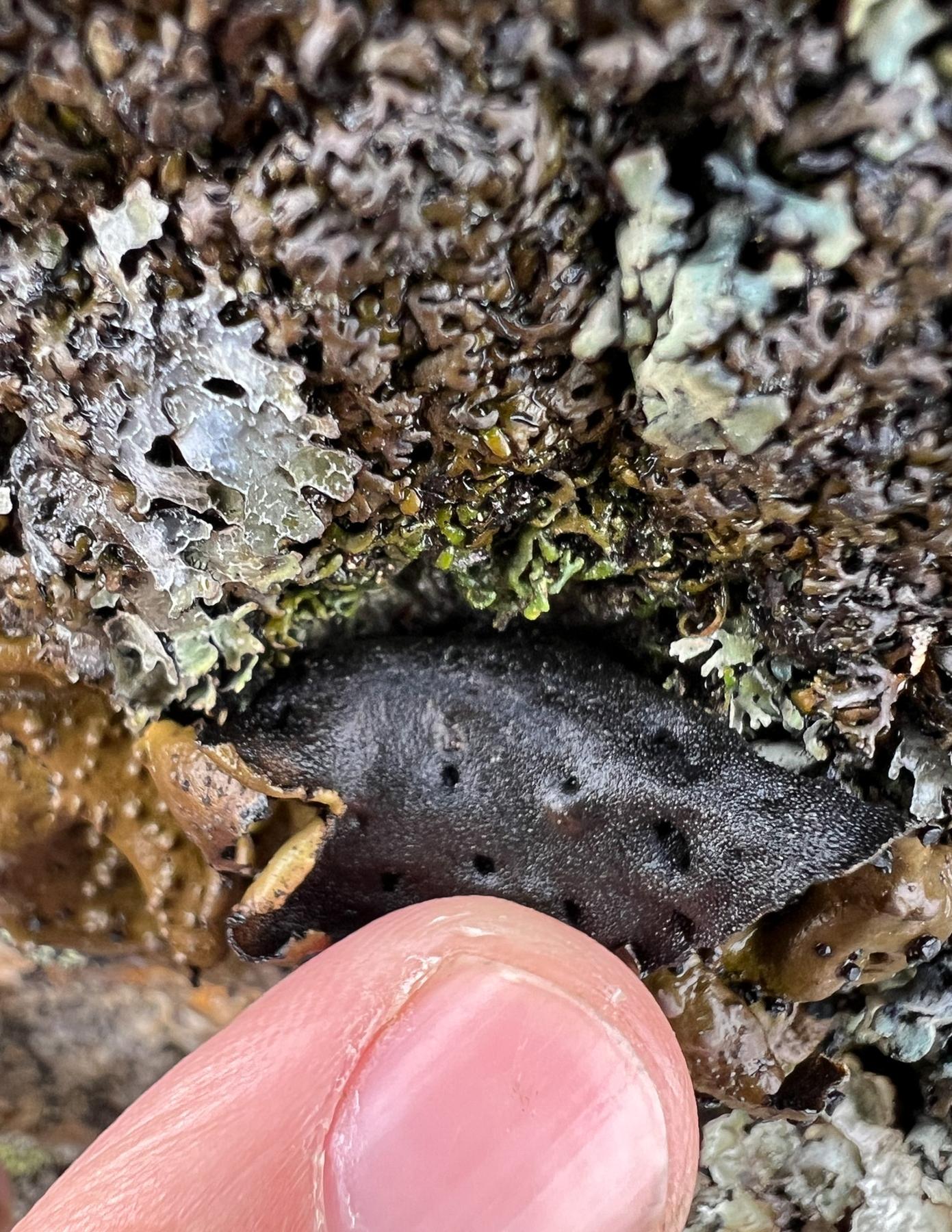 Umbilicaria pensylvanica