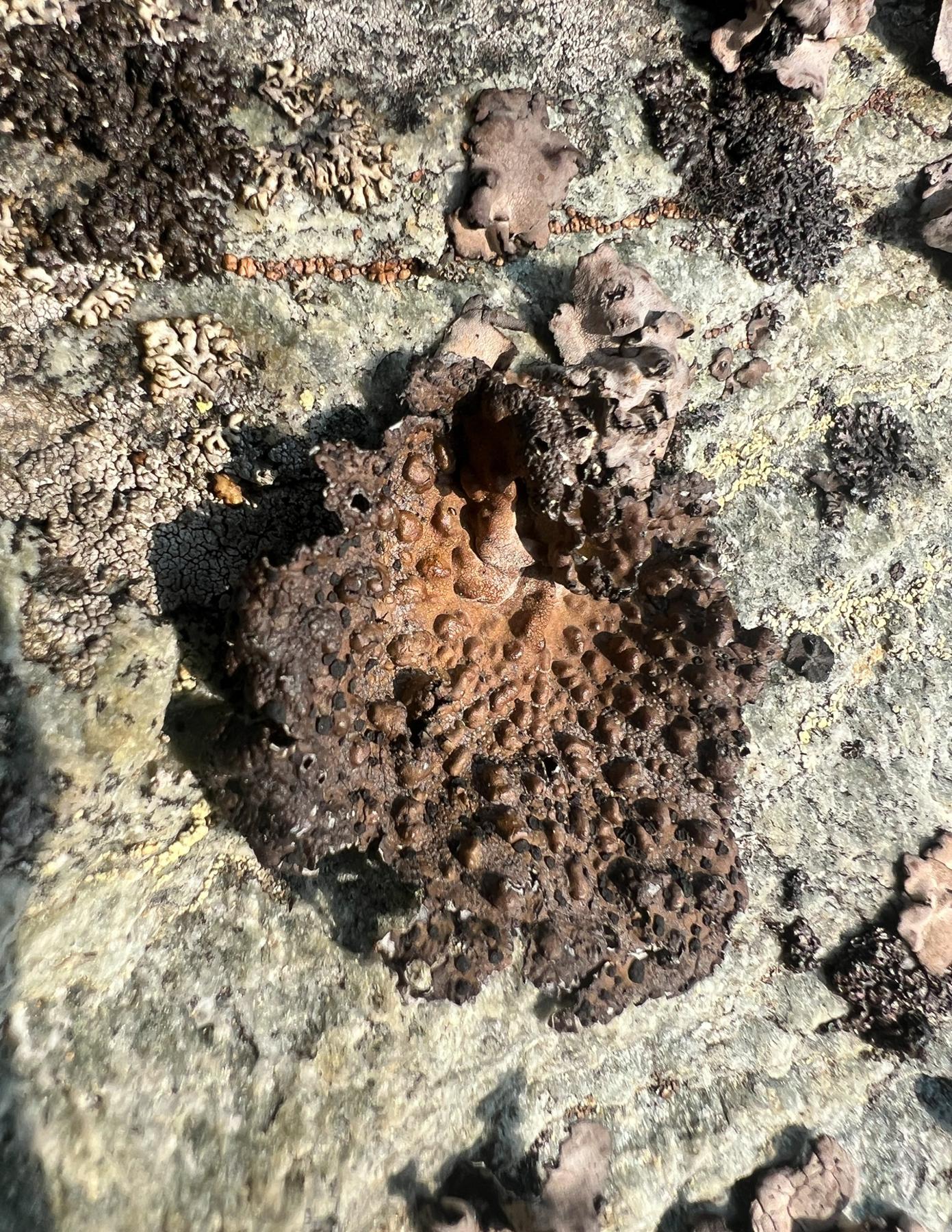 Umbilicaria pensylvanica