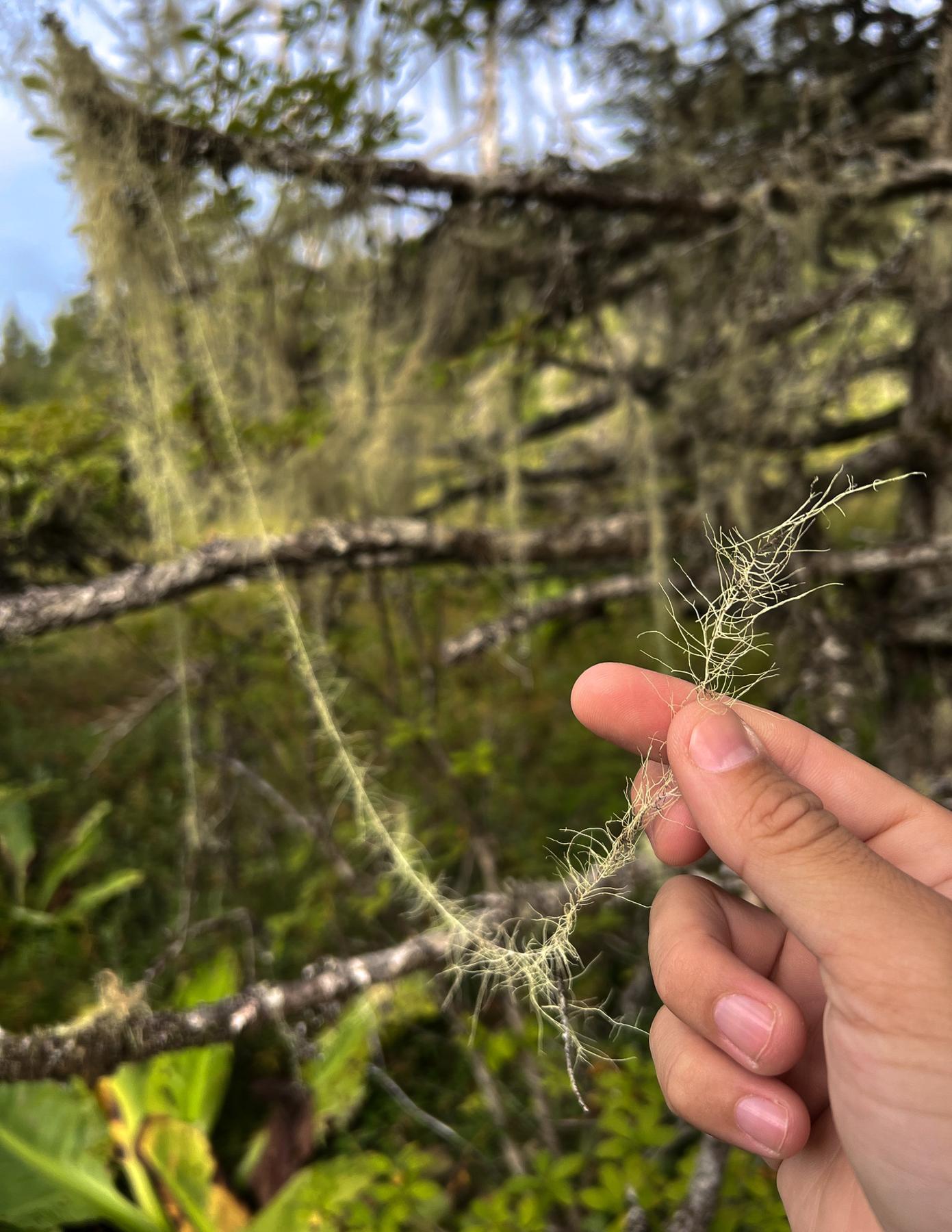 Usnea spp.