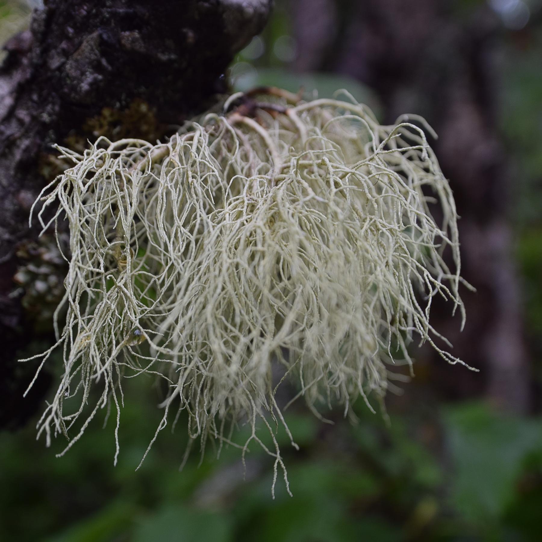 Usnea spp.