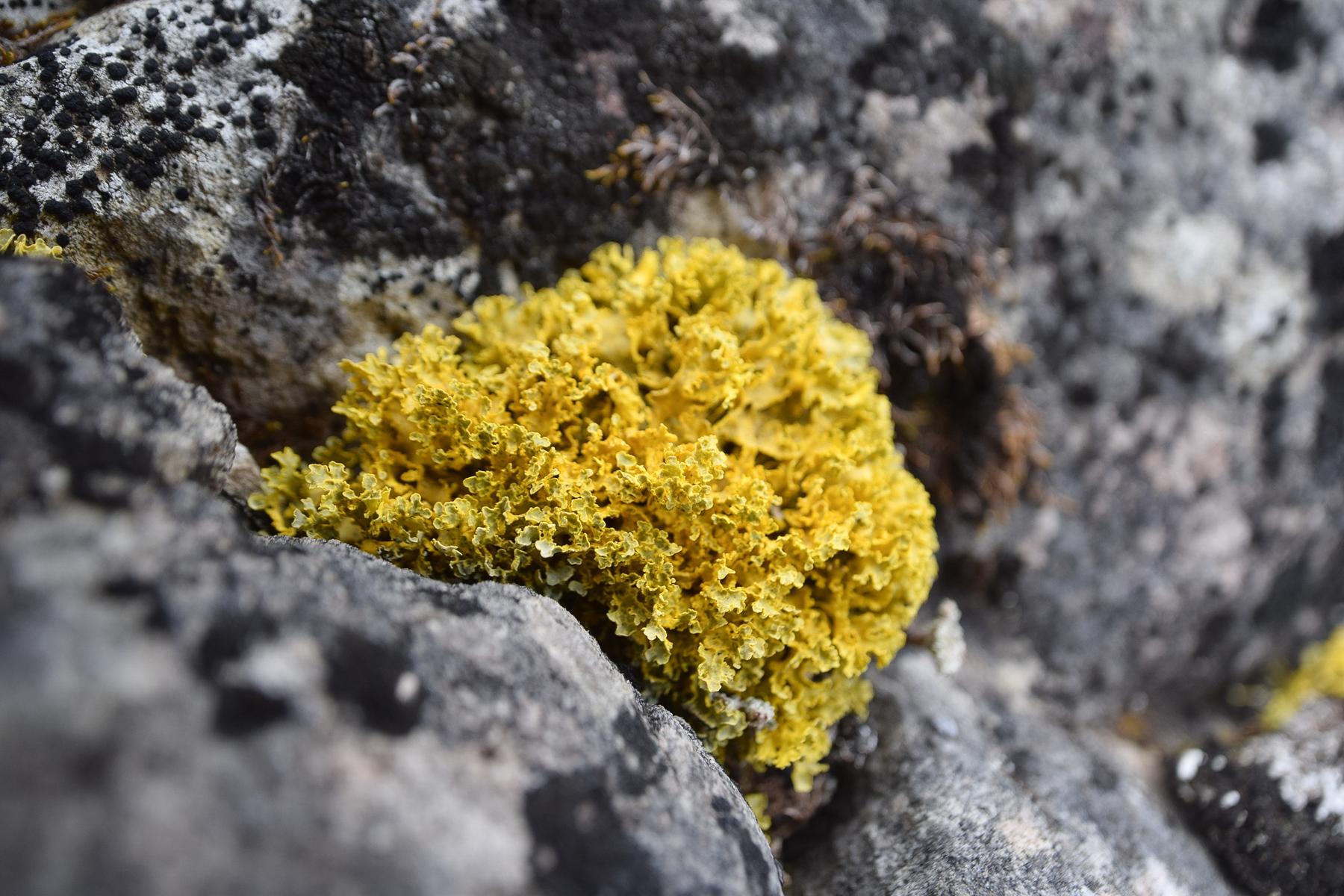 Vulpicida juniperinus