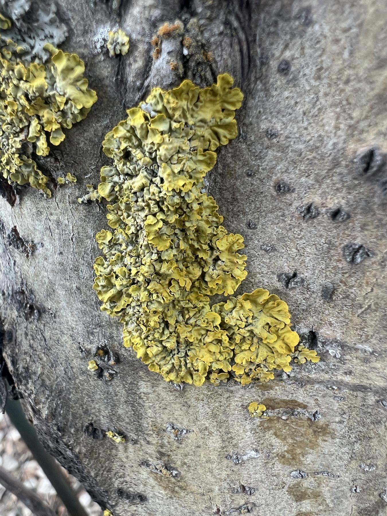 Xanthoria parietina